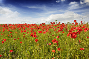 Obraz premium Maki na polu jęczmienia w pobliżu Metzing