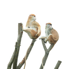 two monkeys sitting on tree