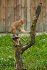 monkey sitting and peels tree