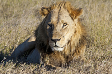 Fototapeta na wymiar Male African Lion in the Okavango Delta, Botswana