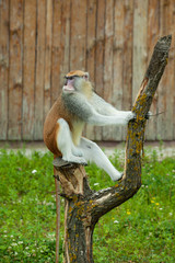 monkey sitting on tree at the zoo