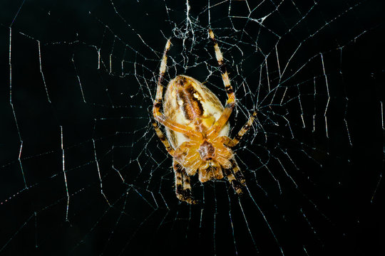 High contrast image of very dreadful spider in night darkness.