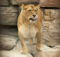 lioness licked