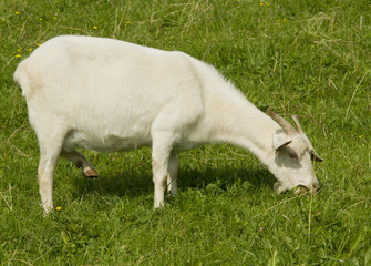 Obraz premium Goat
