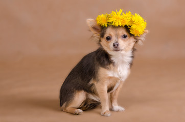 Portrait of a chihuahua puppy wearing wreath of yellow flowers