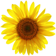 Fototapeta premium Sunflower