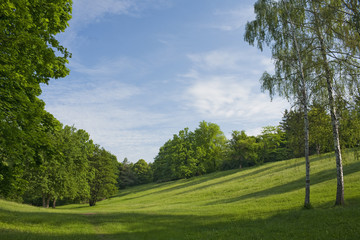 Fototapeta na wymiar Glade in a Park