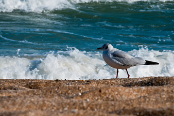 Seagull on the beach