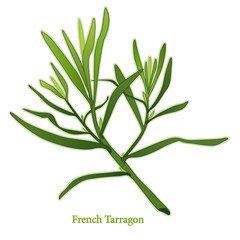 French Tarragon Herb
