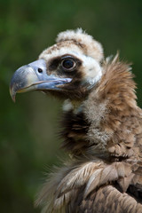 Profil de vautour moine