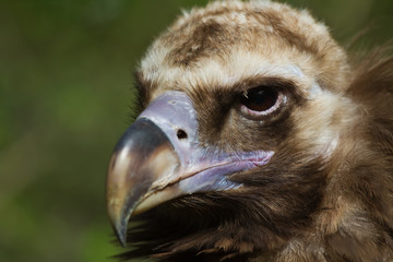 Vautour moine close-up