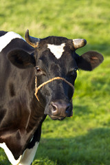 Obraz na płótnie Canvas Friesian dairy milch cow on field