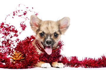 happy Chihuahua puppy in a frame of shining red tinsel