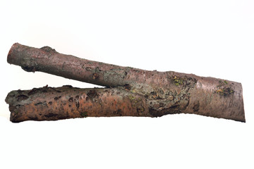 Stub log with wooden texture, mountain ash/rowan, isolated