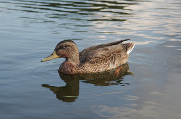 Duck in lake