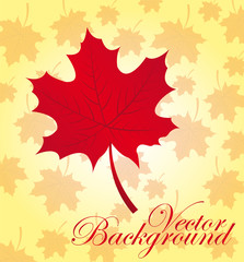 red leaf autumn