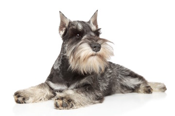 Miniature schnauzer on white background