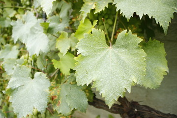 foglie di vite