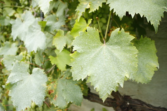 foglie di vite
