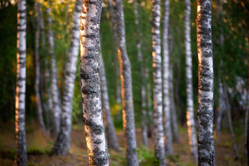 Fototapeta premium Birch trees