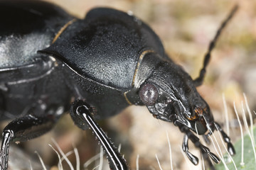 Carabus glabratus ground beetle