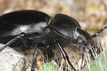 Carabus glabratus ground beetle