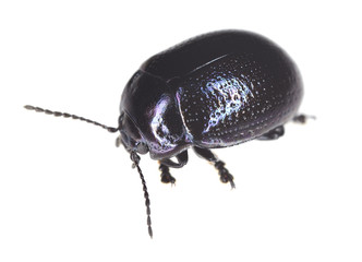 Leaf beetle (Chrysomelidae) isolated
