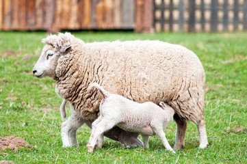 Obraz premium Ewe and Lambs