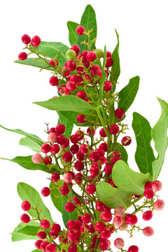 baie rose, poivre, schinus terebinthifolus