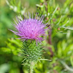 Mariendistel - Silybum marianum