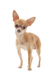 chihuahua poil court