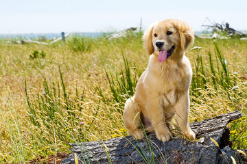 Golden Retriever Puppy