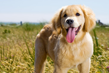 Golden Retriever Dog drooling