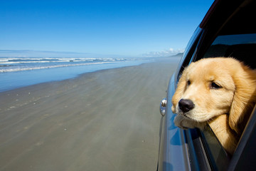 Dog on a drive
