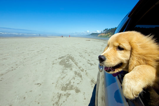 Puppy Dog out the window driving in a car on the beach