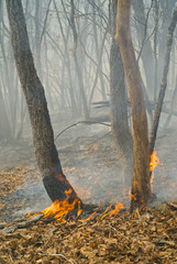 Fire in forest 45
