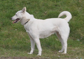 KOREA JINDO