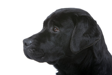 Fototapeta na wymiar tête de profil du labrador noir