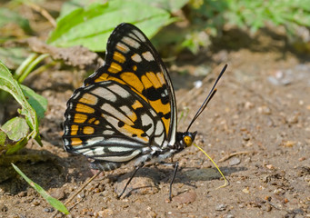 Butterfly (Sephisa dichroa) 22