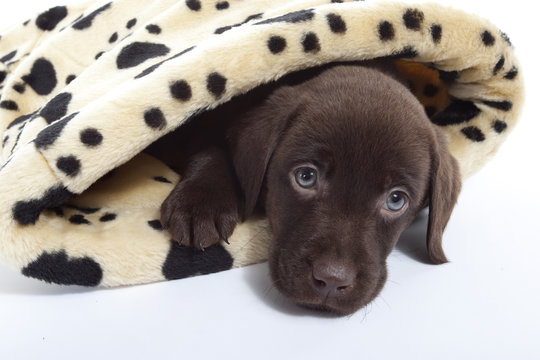 Best Retriever Du Labrador Images Stock Photos Vectors Adobe Stock