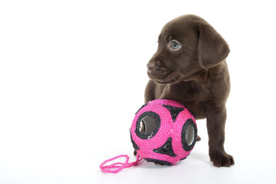 Best Retriever Du Labrador Images Stock Photos Vectors Adobe Stock Best Retriever Du Labrador Images Stock Photos Vectors Adobe Stock