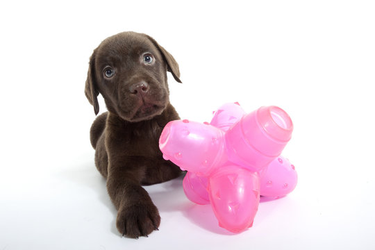 jeune labrador chocolat et son jouet
