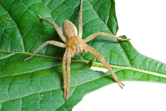 Spider (Pisauridae) on leaf 5