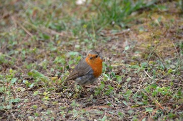 Rouge-gorge