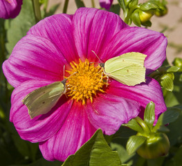 Two brimstone butterflies on dahlia