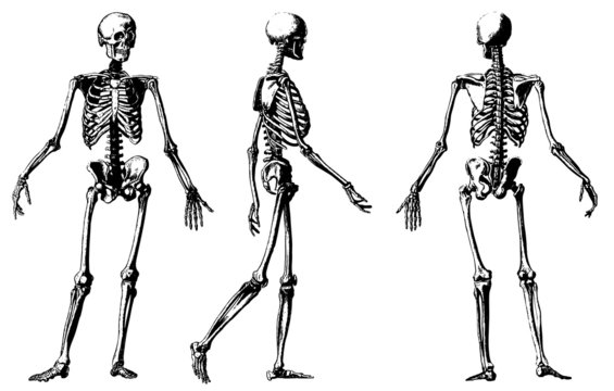 Vector skeleton illustration.