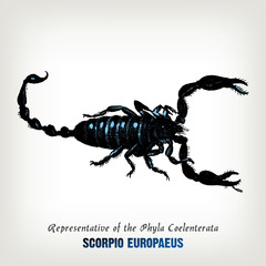 Engraving vintage Scorpion illustration