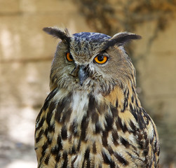 Royal owl