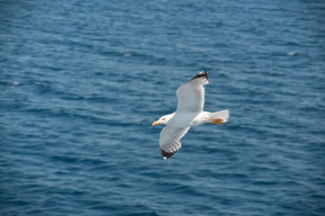Gabbiano Seagull
