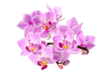 Obraz na płótnie Canvas red orchid